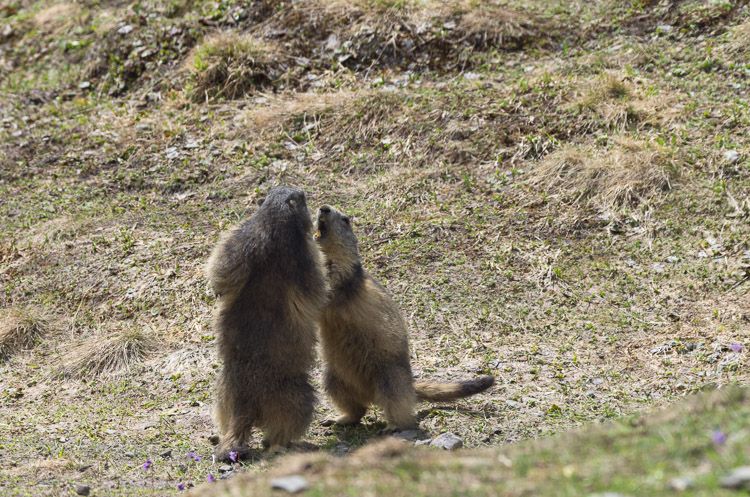 Fighting Marmots